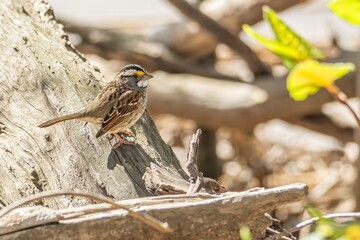 bird in the nest