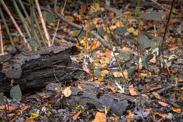 leaves on the ground