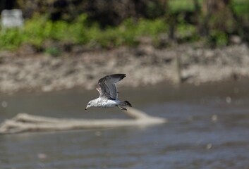 seagull in flight