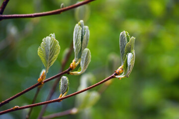 Branches of a rock whitebeam tree (Aria rupicola) with the first leaves that have not yet blossomed. Spring in the Montenegrin mountains close-up.