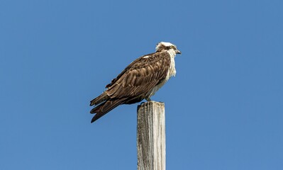Osprey