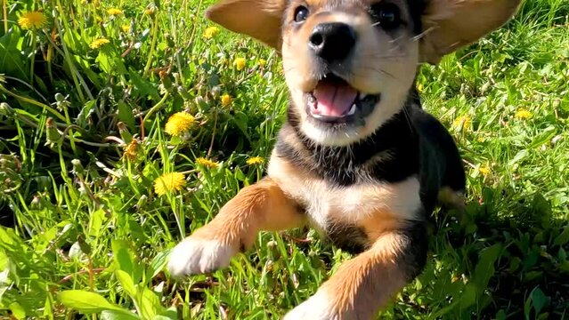 puppy playing with ball. black puppies are playing in the green grass of the spring garden. puppies are playing in the grass. puppies are running in the garden. black puppies in green grass. black pup