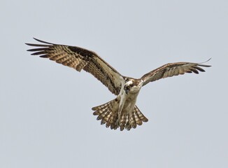 Osprey