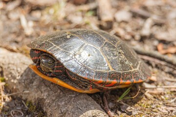 turtle on the ground