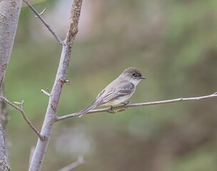 sparrow on a branch