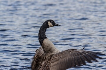 goose on the water