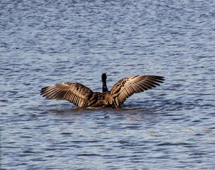 Mallard with Open Wings