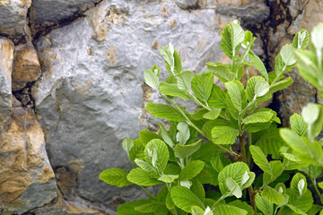 Twigs with fresh leaves of Aria rupicola bush growing near a rock in the mountains.