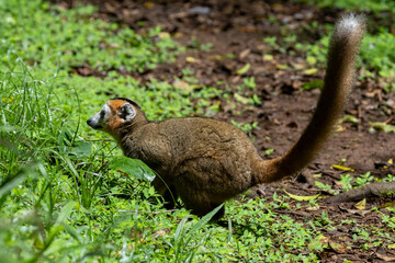 Flüchtender Kronenmaki in der Seitenansicht
