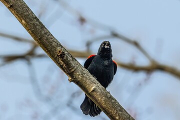 red winged blackbird talking
