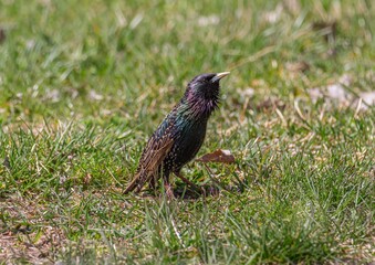 Grackle in The Grass