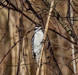 Woodpecker sitting on a tree