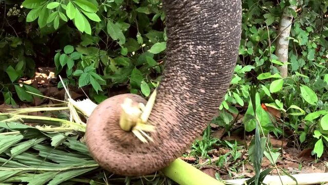Closeup of elephant's trunk tearing palm fronds