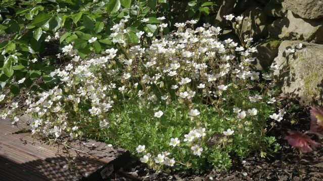 Saxifrage rockfoils white swaying in the wind in front of a stone wall, 