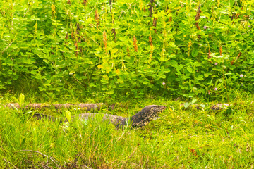 Large monitor lizard in tropical nature Bentota Beach Sri Lanka.