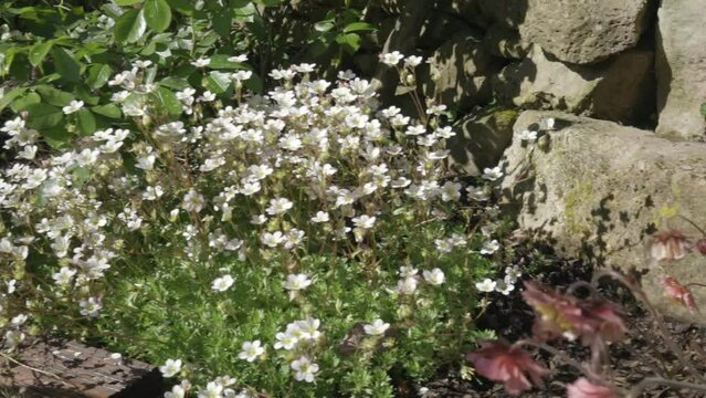 Saxifrage rockfoils white swaying in the wind in front of a stone wall, Pan right