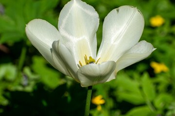 White Tulip in Full Bloom, Pure White Petals Against Green Foliage