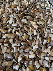 Telline fresche
