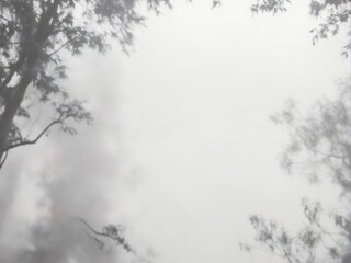 Obraz premium fog in the forest
