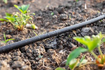 A drip irrigation tube with dripping water is stretched across the garden to water the strawberry beds. Progressive methods of watering the garden
