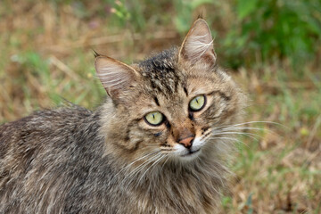 The face of a stray cat 