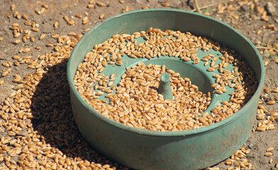 Wheat grain in a bird feeder