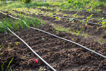 drip irrigation pipes are stretched throughout the garden to water the beds of vegetables and herbs. Progressive methods of watering the garden