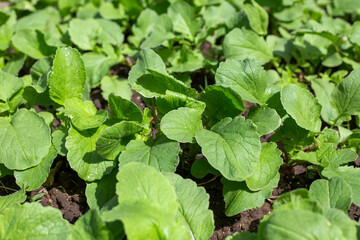 Radish foliage in a garden bed. Friendly shoots. Growing vegetables in the garden