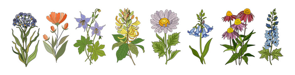 Set of wild flowers colorful vector botanical illustrations. Echinacea, verbena, larkspur, bluebells, honeysuckle, columbine hand drawn sketch collection. Modern design for logo, tattoo, wall art.