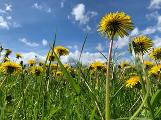 field of dandelions