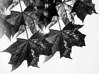 autumn leaves on black background