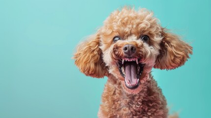 Poodle, angry dog baring its teeth, studio lighting pastel background