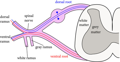 The formation of the spinal nerve from the dorsal and ventral roots.Vector illustration

