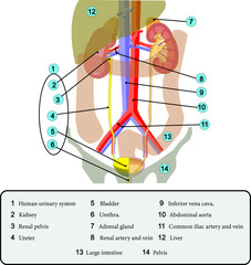  Human urinary system.Vector illustration