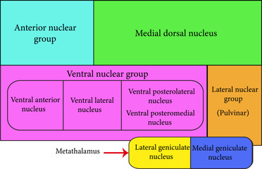 Ventral posterolateral nucleus.Vector illustration