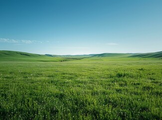 Fototapeta na wymiar Vast green grassland landscape under blue sky