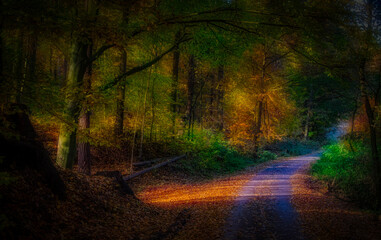 Obraz premium Magical autumn forest