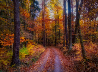 Magical autumn forest