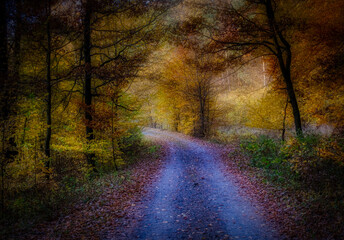 Obraz premium Magical autumn forest