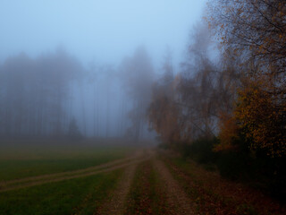 Magical foggy gloomy landscape with trees