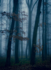 Obraz premium Magical foggy forest