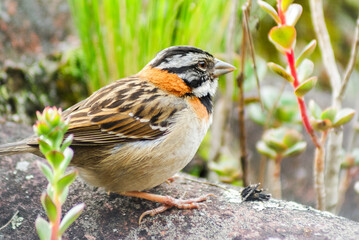 PAJAROS COPETONES