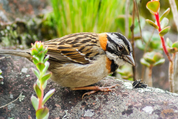 PAJAROS COPETONES