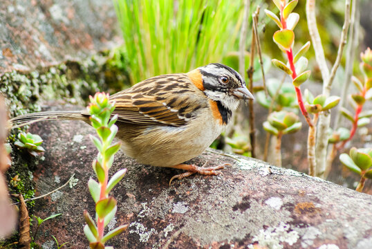 PAJAROS COPETONES