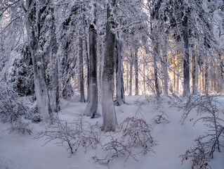 Winter snowy landscape with fresh snow covered trees