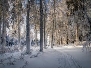 Winter snowy landscape with fresh snow covered trees