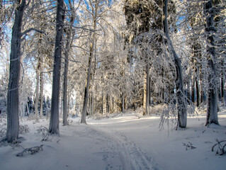Winter snowy landscape with fresh snow covered trees
