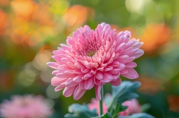 Close-up of a beautiful pink dahlia flower in a garden with a blurred background