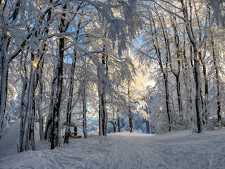 Winter snowy landscape with fresh snow covered trees