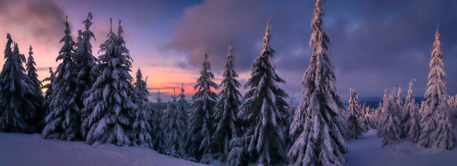 Winter snowy landscape with fresh snow covered trees and mountain forest at winter evening